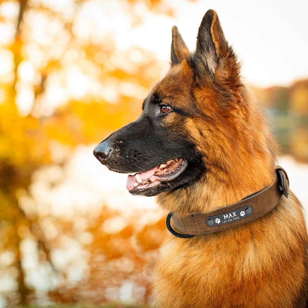 Fellkönige - Personalisiertes Hundehalsband aus Leder