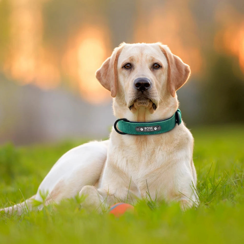 Fellkönige - Personalisiertes Hundehalsband aus Leder
