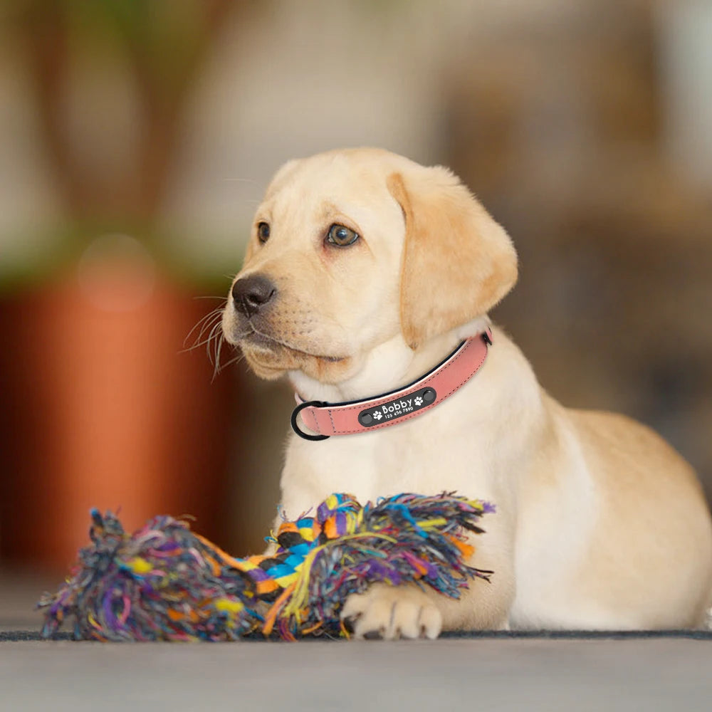 Fellkönige - Personalisiertes Hundehalsband aus Leder